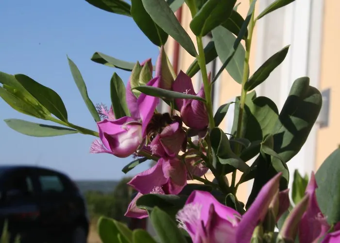 Apartmán Pegla Nerezine