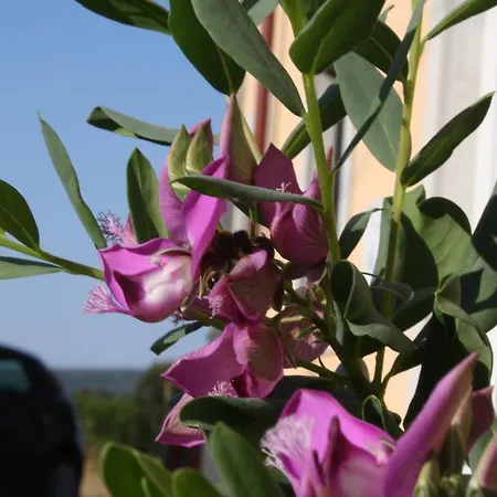 Appartement Pegla Nerezine